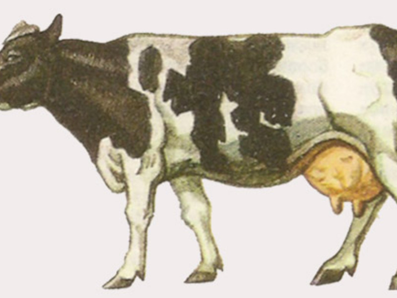 Корова чёрно-пёстрой породы фото
