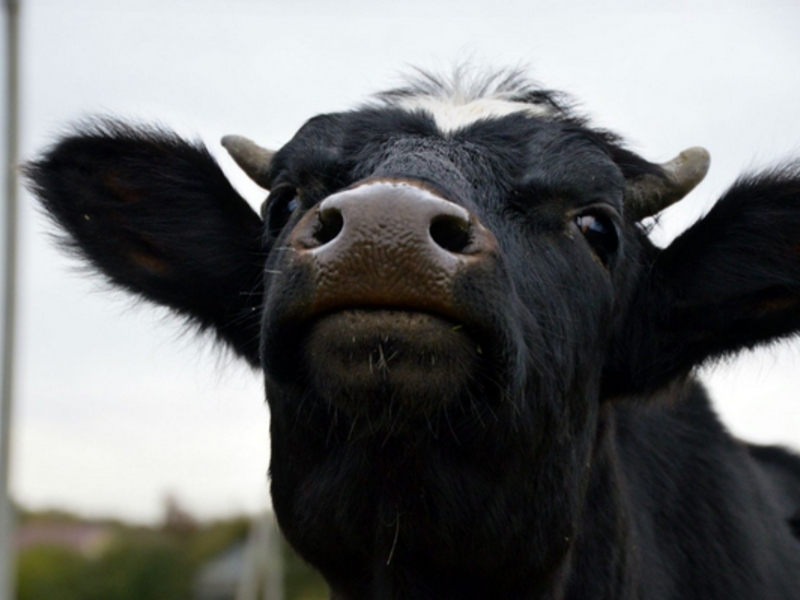 Голова (крупно) черно-пёстрой коровы фото