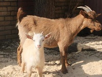 Характеристика камерунской породы коз