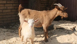 Характеристика камерунской породы коз