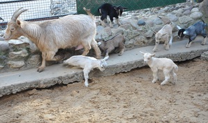 Описание продуктивности породы камерунских коз