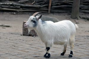 Преимущества и недостатки породы камерунских коз