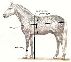 Как померить лошадь, чтобы узнать вес