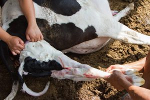 Процесс родов коровы