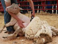 Особенности выбора качественной машинки для стрижки овец и баранов