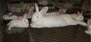 Отсадка кроликов от мамы крольчихи