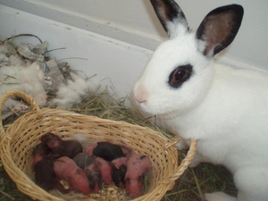 Рождение кроликов