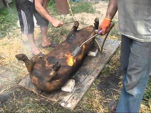 Обработка свиной туши