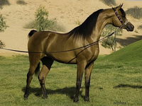 Арабские лошади