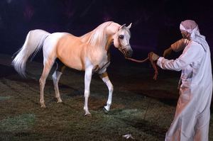 Образ жизни арабских лошадей