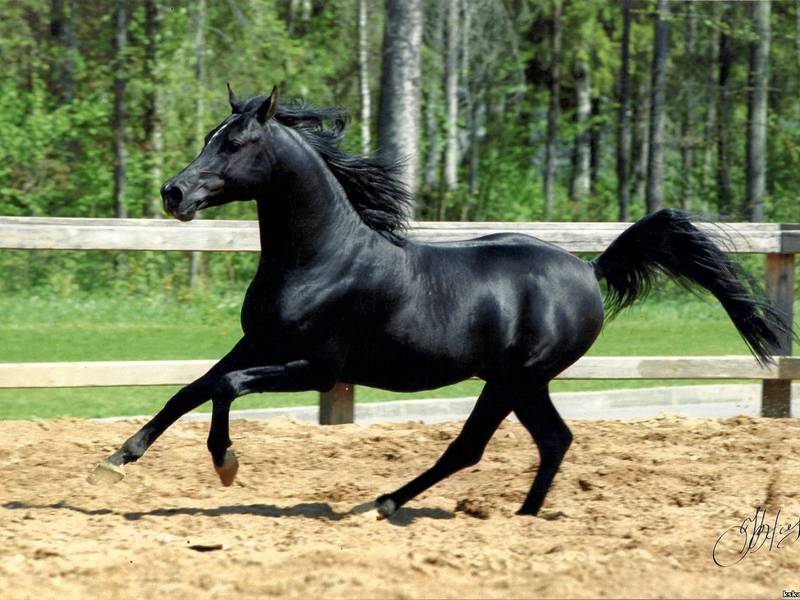 Как долго живет арабская лошадь