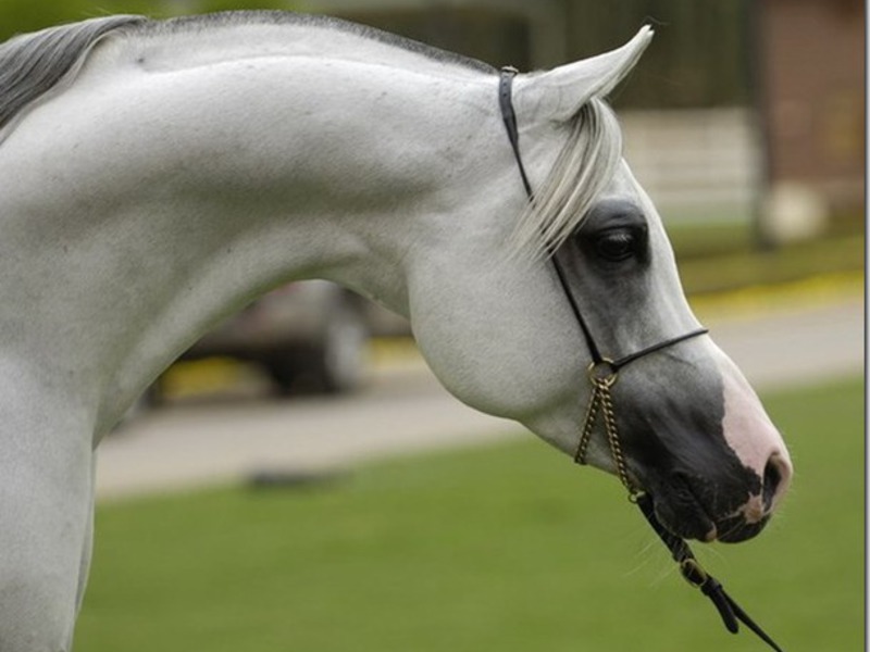 Описание породы арабской лошади