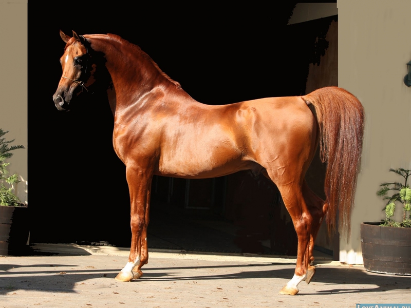 Внешние данные арабской лошади