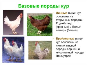 Самые популярные породы кур