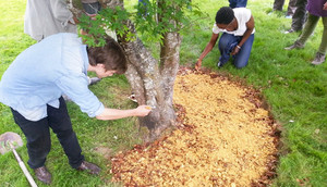 Описание способов использования древесных отходов в садах и огородах