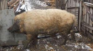 Содержание закрытое свиньи венгерская мангалица фото