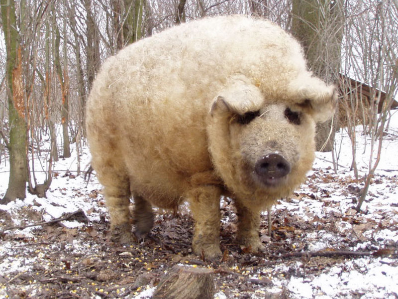 Свинья, которая выглядит как овца( зимой)  фото