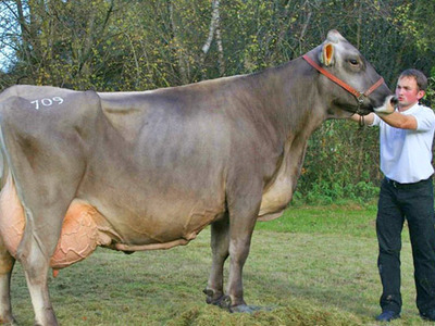 Швицкая порода коров — плюсы и минусы