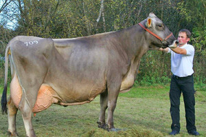 Бурая швицкая порода коров фото