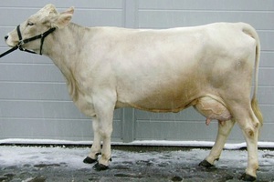 Швицкая порода коров костромская фото