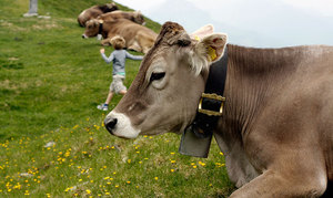 Плюсы швицкой породы коров фото