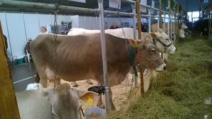 Содержание швицкой породы коров на ферме фото