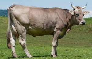 Швицкая корова на пастбище фото