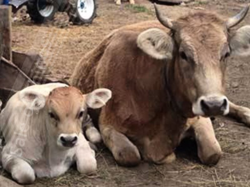Коровы швицкой породы отдыхают фото