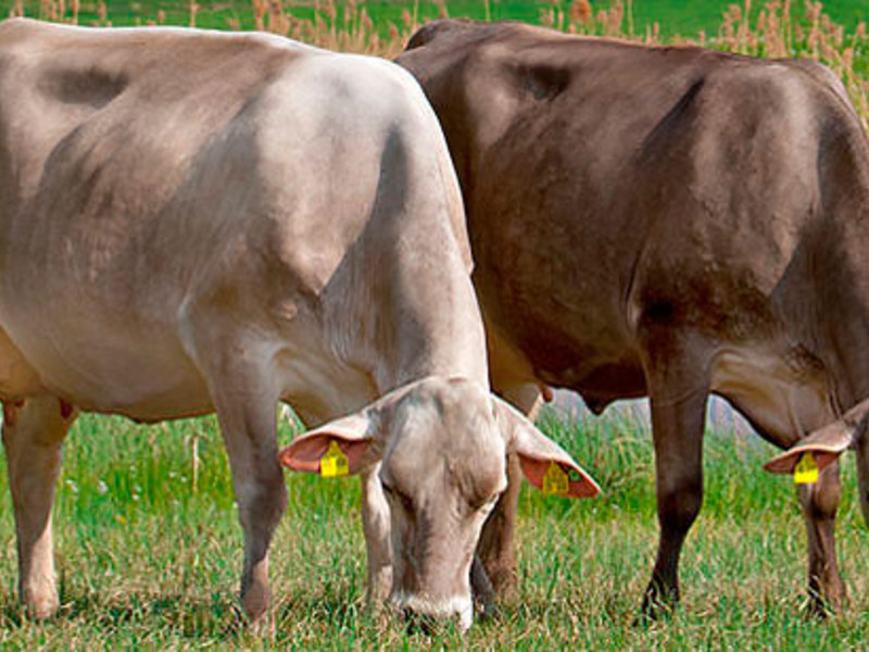 Коровы швицкой породы возле воды фото
