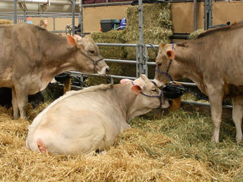 Коровы швицкой породы на ферме фото