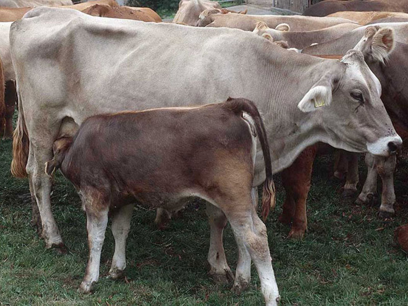 Коровы и теленок швицкой породы фото