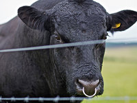 Абердин-ангусская порода коров: характеристика