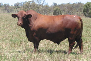 Абердин-ангусская порода коров требовательна к уходу