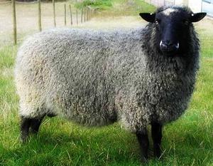 Чем отличаются породы овец