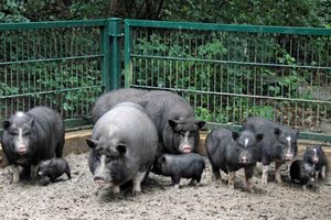 История породы вьетнамских свиней и их плюсы