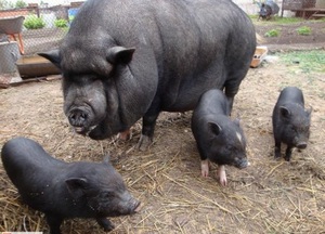 Преимущества вьетнамских свиней