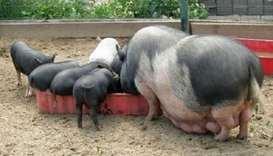 Особенности разведения вьетнамских свиней