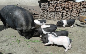 Описание характеристик породы вьетнамских свиней