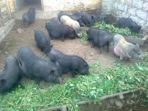 Рацион вьетнамских свиней и правила кормления