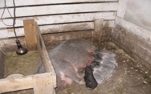 Описание особенностей размножения вьетнамских свиней