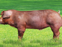 Описанеи породы свиней