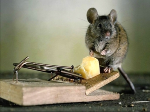 Методы избавления от крыс