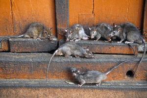 Способы избавления от крыс