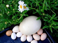Как узнать вес куриного яйца