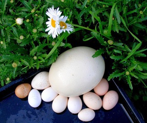 Как узнать вес куриного яйца
