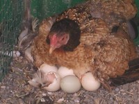 Как долго курица сидит на яйцах