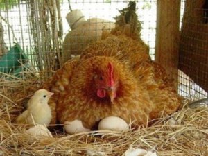 Условия для наседки для высиживания яиц