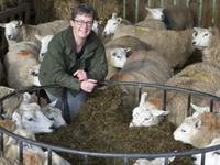 Особенности выращивания овец в домашних условиях