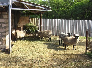 Описание необходимых условий для содержания овец