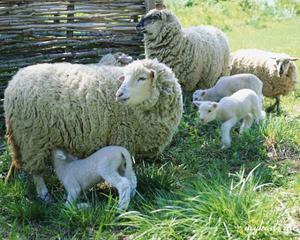 Описание продуктивности овец